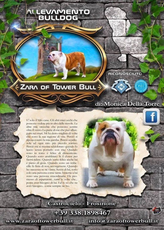 ALLEVAMENTO ZARA OF TOWER BULL