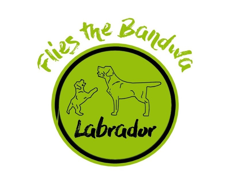 Flies The Bandwa Labradors