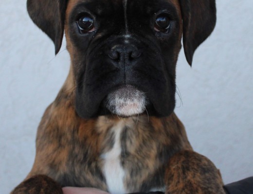 Boxer male puppy