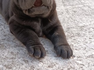 Sharpei