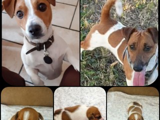 Vendo cucciolo Jack russell