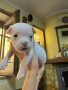 american-bully-exotic-small-2