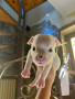 american-bully-exotic-small-3