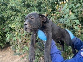 Cuccioli di Cane corso