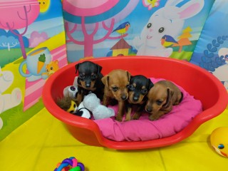 Cuccioli di Pinscher Nano