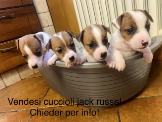 Vendesi cuccioli jack russel