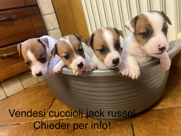 vendesi-cuccioli-jack-russel-big-0