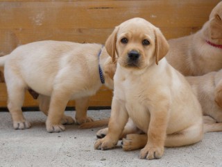 Cuccioli Labrador