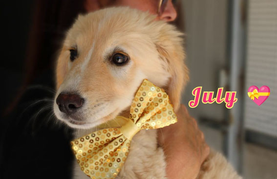 golden-incrocio-3-mesi-jolly-july-june-big-2