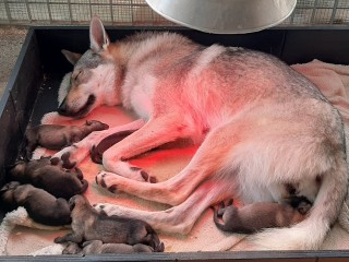 Cuccioli cane lupo cecoslovacco