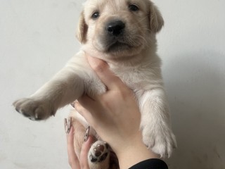 Cuccioli di Labrador retrive