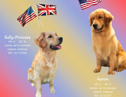 Golden Retriever cuccioli 75% americani 25% inglesi