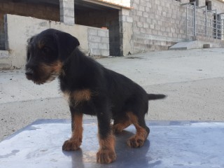 Cuccioli jagd terrier da caccia