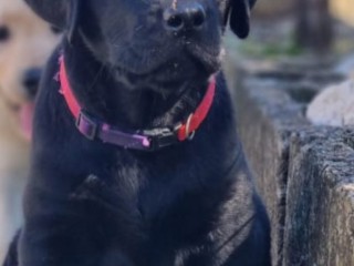 Cucciolo labrador retriver