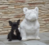 cuccioli-di-bulldog-francese-fulvo-small-2