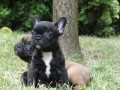 cuccioli-di-bulldog-francese-fulvo-small-1