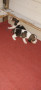cuccioli-beagle-small-0