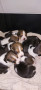cuccioli-beagle-small-1