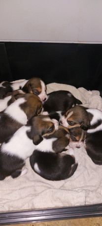cuccioli-beagle-big-2