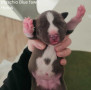 disponibili-cuccioli-di-american-staffordshire-terrier-small-3
