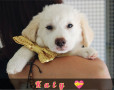 cucciolo-3-mesi-katy-small-0