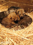 cuccioli-di-cane-lupo-cecoslovacco-small-0