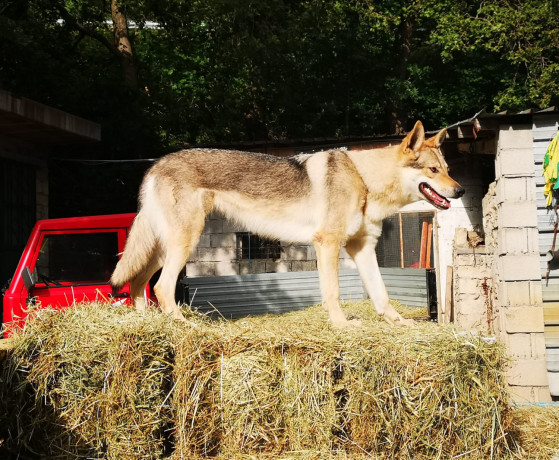 cuccioli-di-cane-lupo-cecoslovacco-big-3
