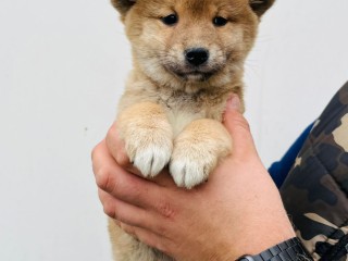 Cucciola di shiba inu