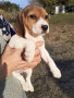 cucciole-di-beagle-small-0