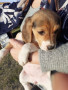 cucciole-di-beagle-small-1