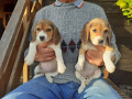 cucciole-di-beagle-small-3
