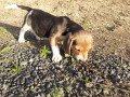 cucciole-di-beagle-small-2