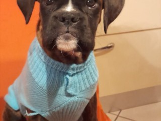 Disponibili cuccioli di boxer