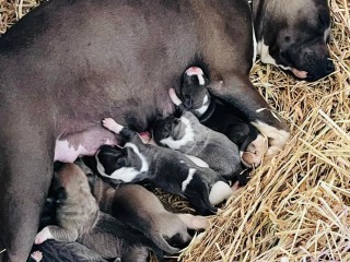 Cuccioli di Pitbull