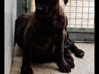 Cane corso