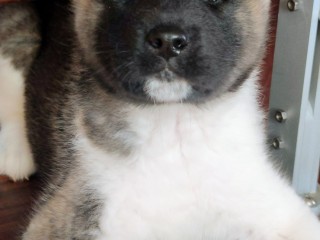 Cuccioli Akita Americano