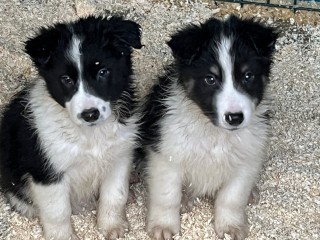 Cuccioli di Border collie