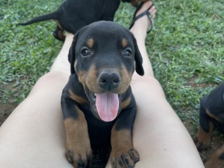 Vendesi cuccioli di Doberman