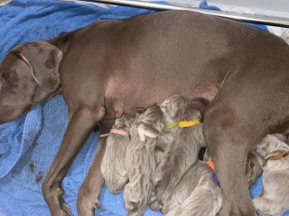 Weimaraner cuccioli