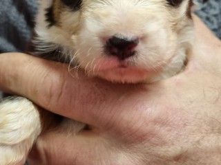 Australian sheperd