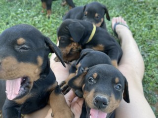 Vendessi cuccioli Dobermann