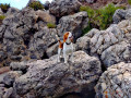 beagle-stallone-small-1