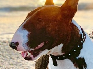 Bull terrier miniature pedigree esente malattie