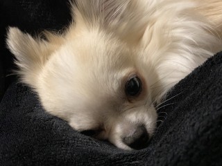 Chihuahua pelo lungo