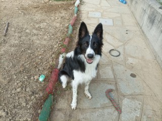 Border Collie Natural Power