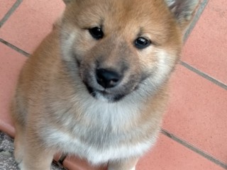 Shiba-inu