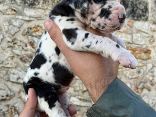 Cucciolindi alano