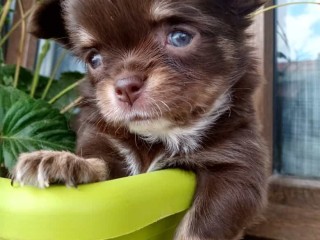 Cuccioli di Chihuahua