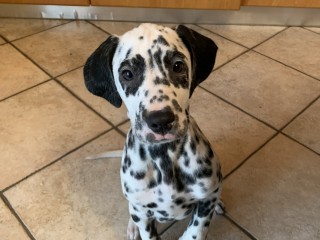 Cuccioli di Dalmata