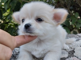 Cuccioli di Chihuahua